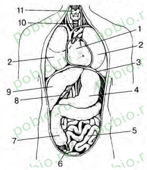 Рассмотрите рисунок изображающий внутренние органы человека
