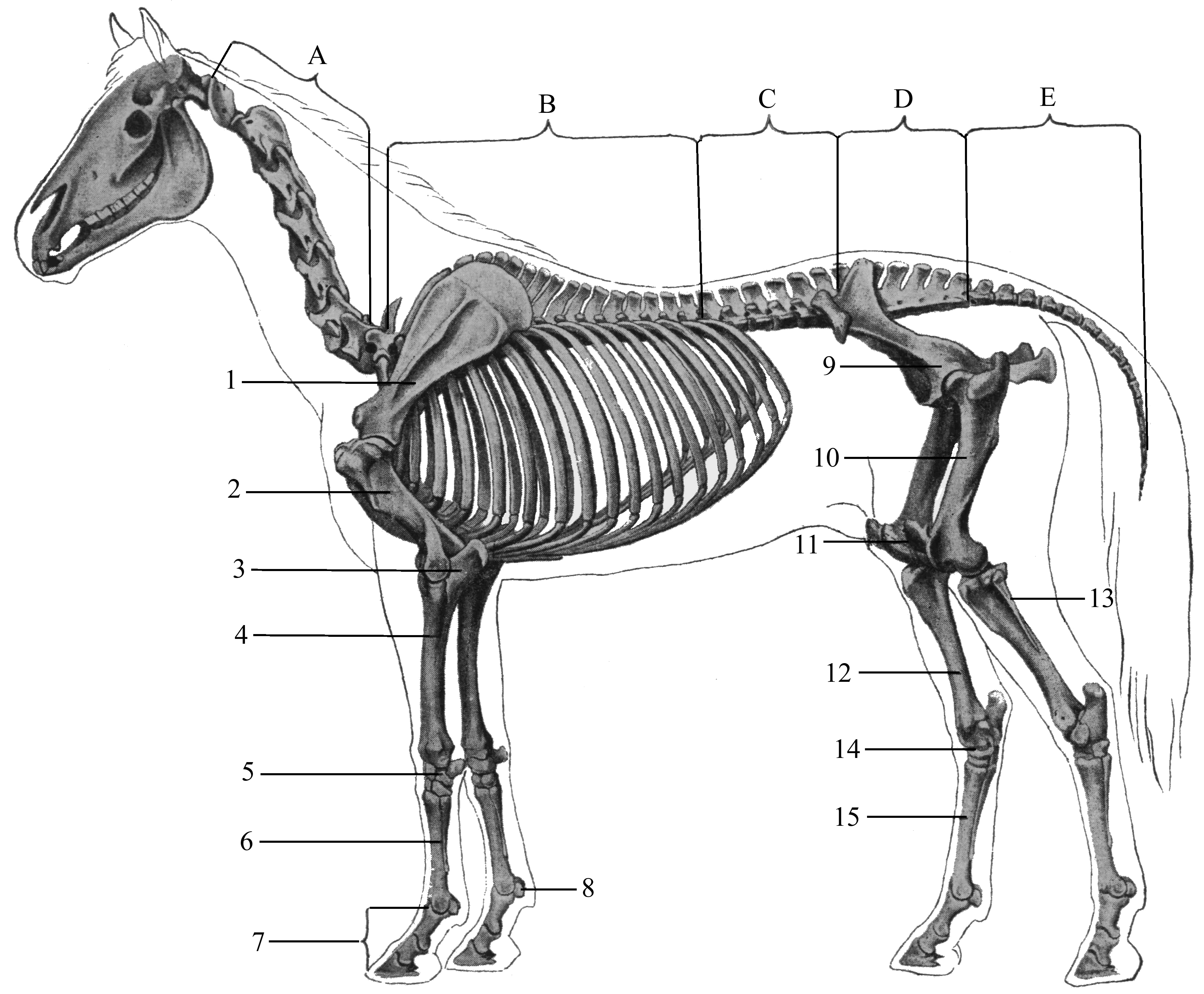 Осевой скелет лошади анатомия. Осевой скелет лошади отделы. Осевой скелет животного. Скелет лошади анатомия.