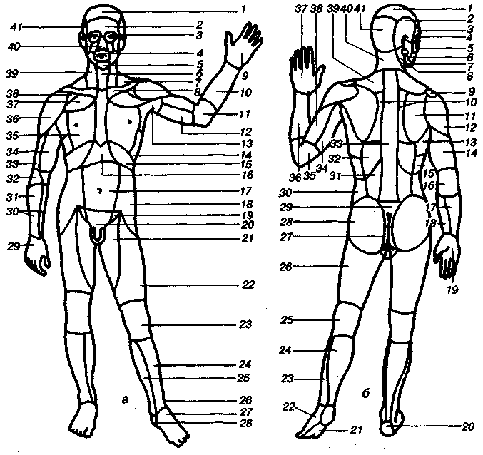 Название частей человека. Топографические области тела человека. Топография частей тела человека. Топография туловища человека.