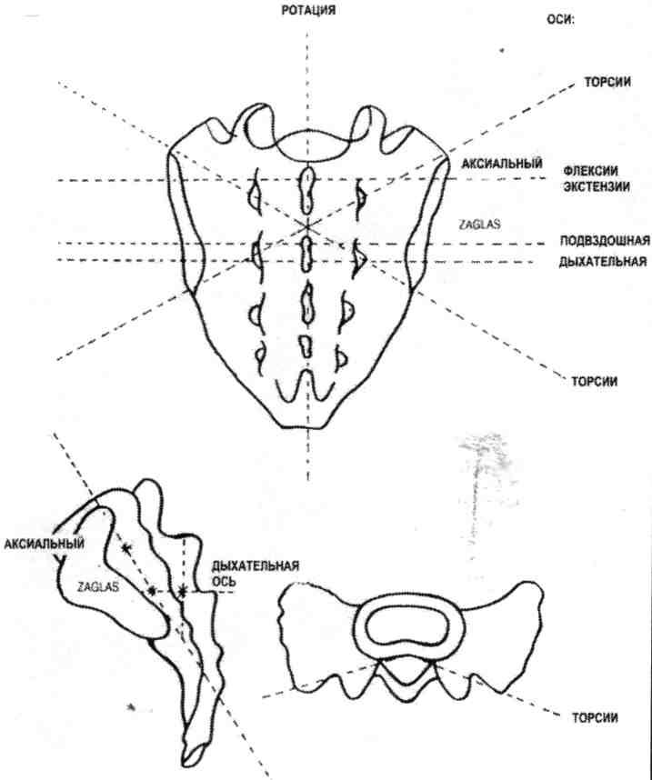Точки крестца. Нутация крестца. Передняя торсия крестца. Движение крестца.